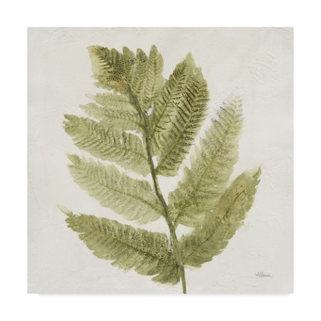 Albena Hristova 'Forest Ferns I' Canvas Art,35x35